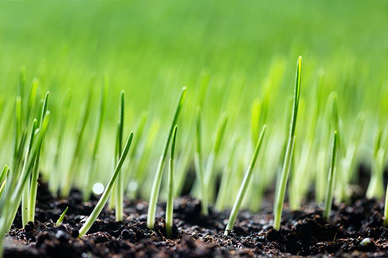 Spread Seed to Grow Grass